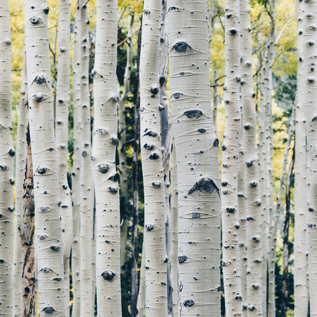 Ingredient Spotlight: Xylitol