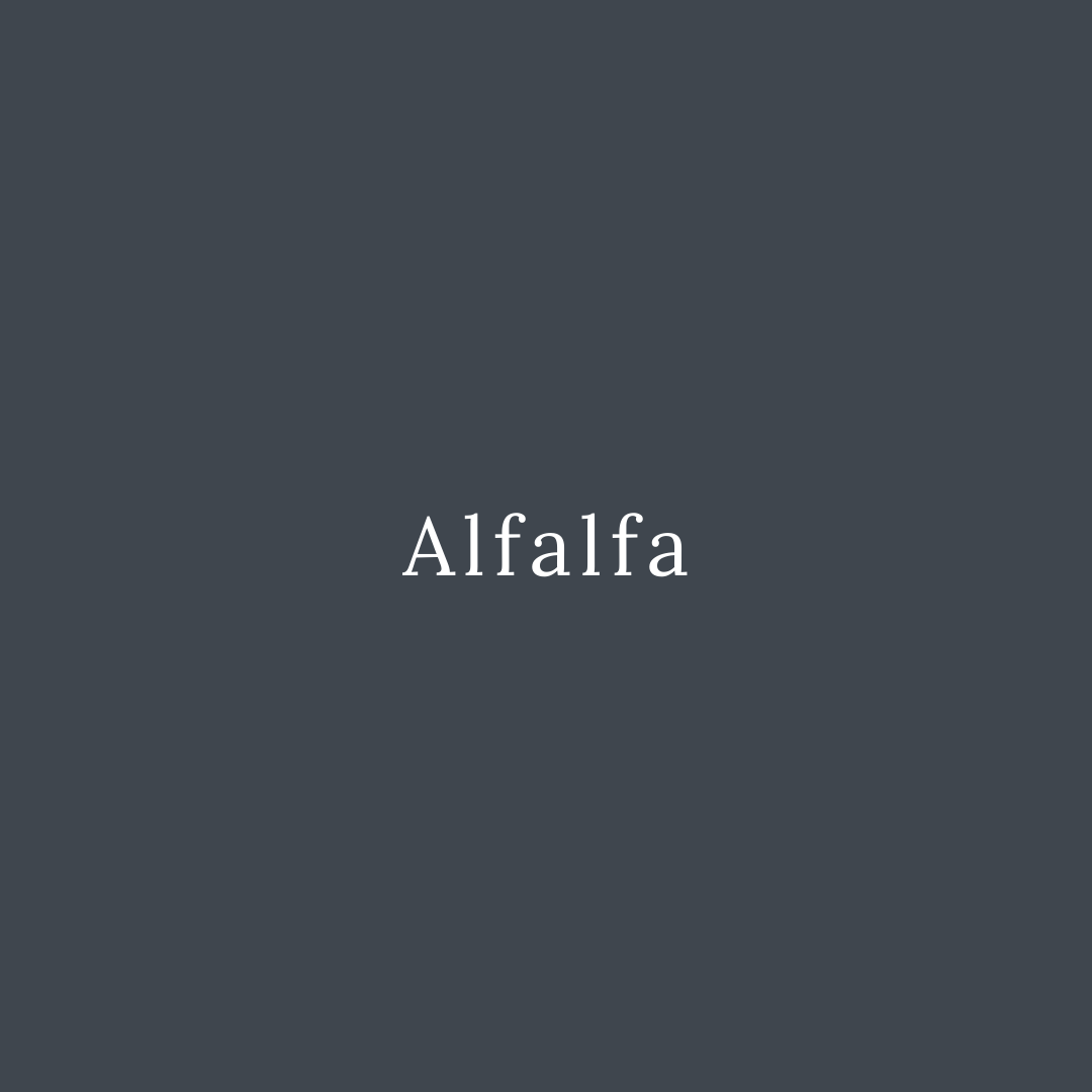 Alfalfa