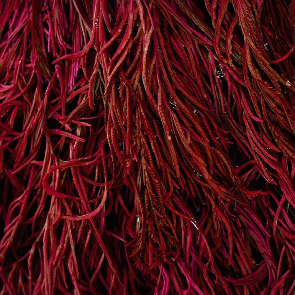 Ingredient Spotlight: Astaxanthin