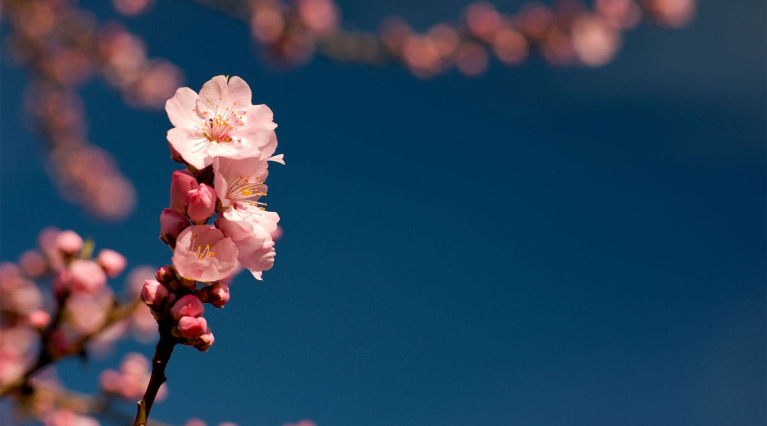 Spring skincare starts from within